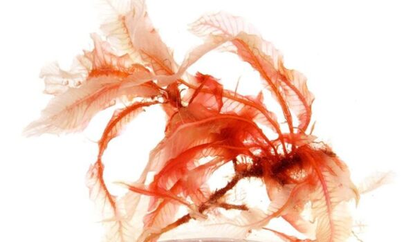 אסטקסנתין Astaxanthin