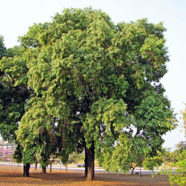 סיזיגיום – Syzygium cumuni