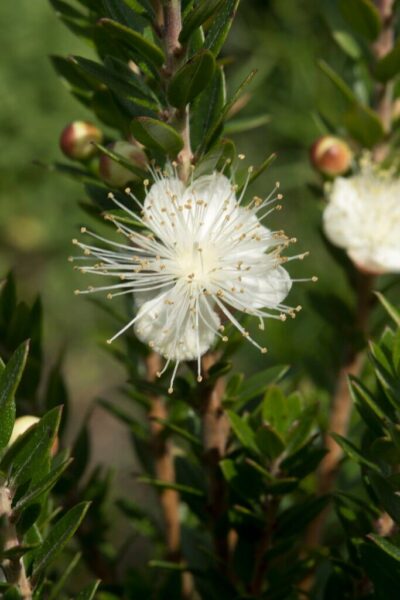 הדס מצוי – Myrtus communis