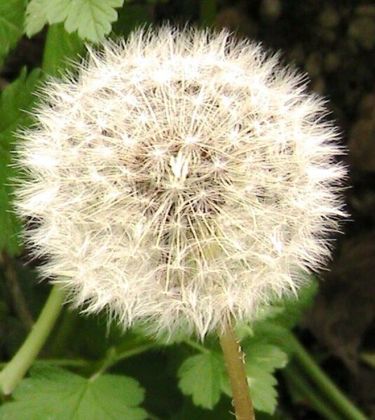 שן ארי – שינן – Taraxacum officinale and Taraxacum mongolicum