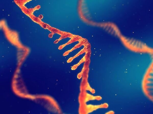 RNA וחלבונים