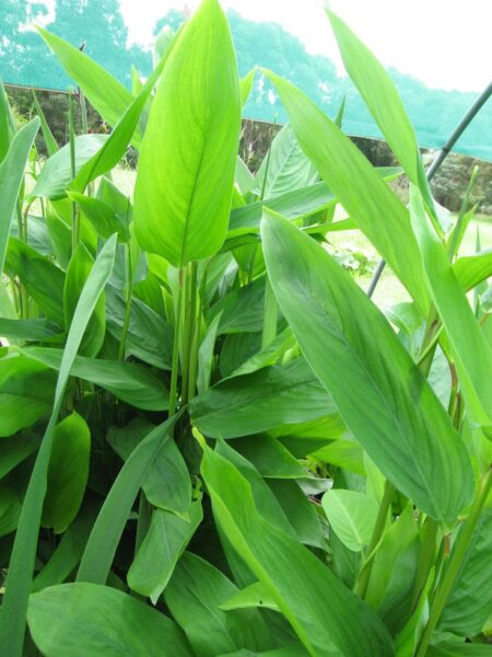 צמח מרנטה Maranta arundinacea