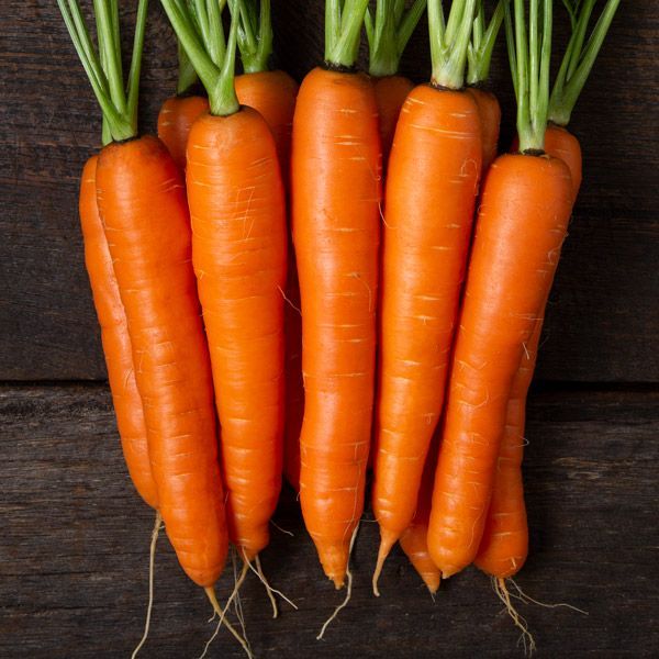 גזר – Carrot, Daucus carota