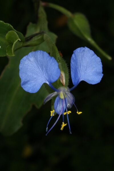 היהודי הנודד – Commelina benghalensis