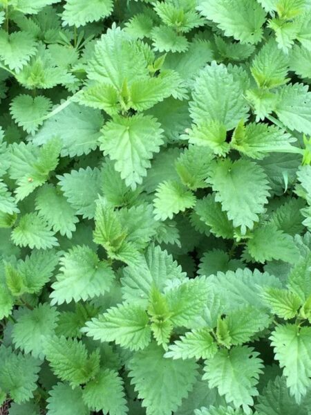 סרפד – Urtica dioica