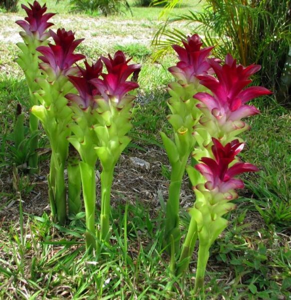 כורכום – Curcuma zedoaria