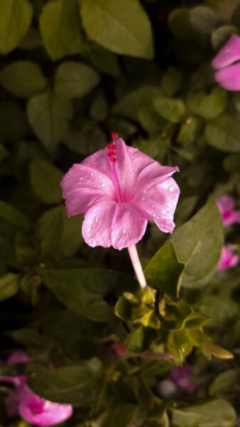 לילנית רב גונית – Mirabilis jalapa