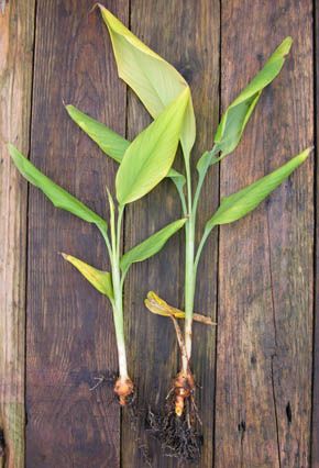 כורכום – Curcuma longa, aromatica