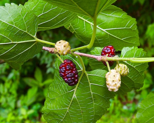 תות לבן – Morus alba