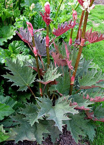 ריבס – Da huang – RHEUM PALMATUM/OFFICINALE