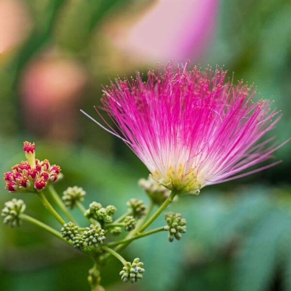 אלביציה – Albizia julibrissin
