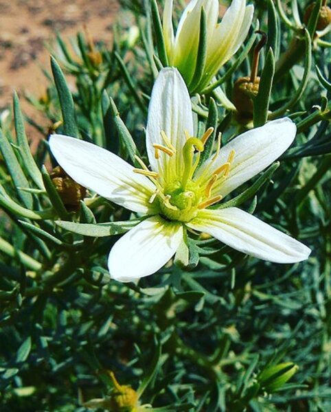 שבר לבן – Peganum harmala