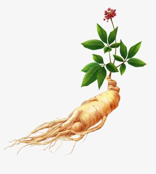 ג'ינסנג קוריאני – Panax ginseng