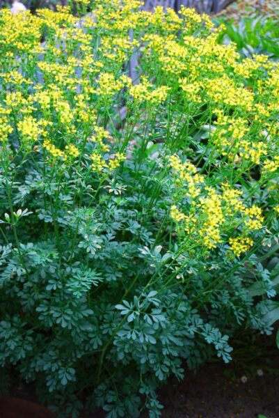פיגם – Ruta graveolens