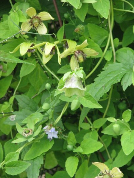 קודונופסיס – Codonopsis pilosula