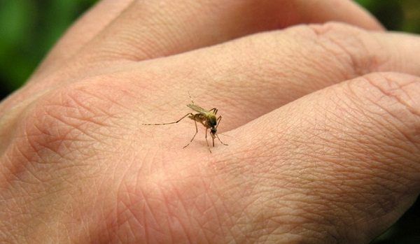 יתוש הנמר Chikungunya virus