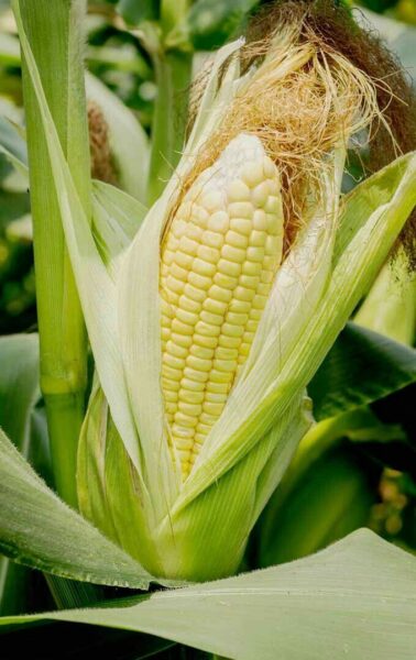זקן תירס – Zea mays