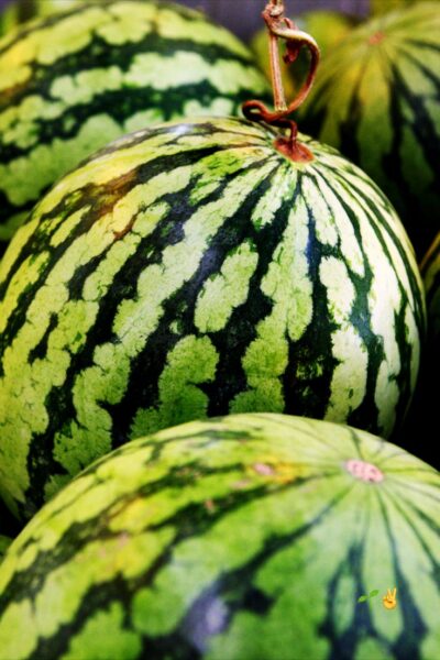 אבטיח – Citrullus lanatus