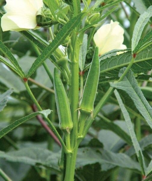 במיה – Abelmoschus esculentus