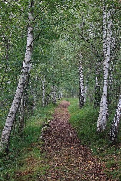 שדר – The Genus Betula – Pharmacological properties