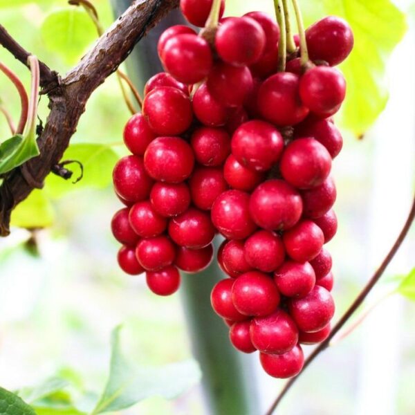 שיסנדרה – Schiandra chinensis