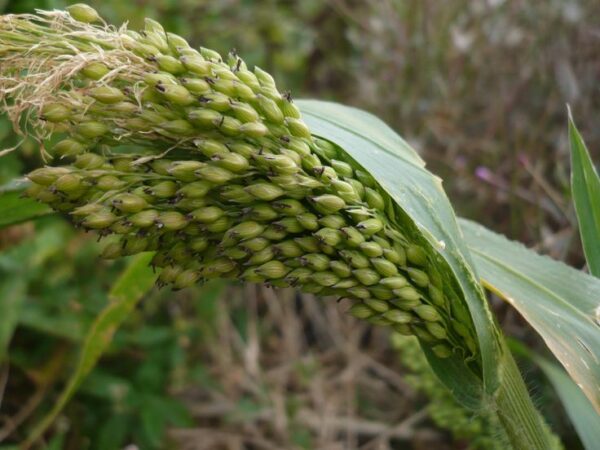 דוחן – Panicum milliaceum