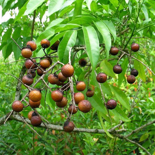 ספונינים – Saponins, their way in the body