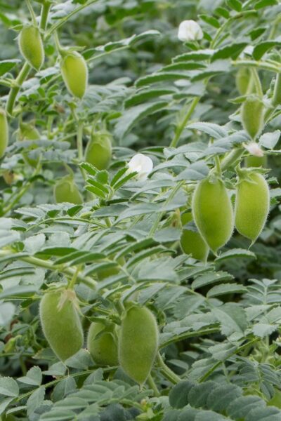 חומוס – Cicer arietinum