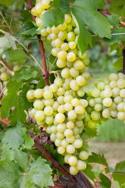 גפן היין – Vitis vinifera