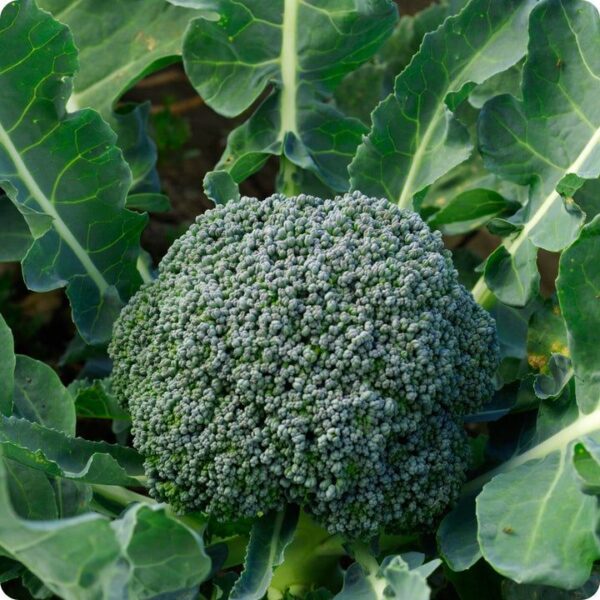 ברוקולי – Brassica oleracea