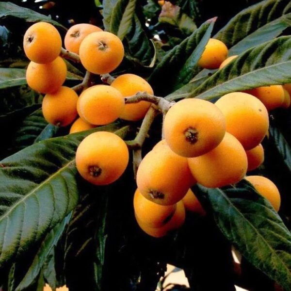שסק – Eriobotrya japonica