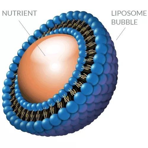 ליפוזומים – Liposomes