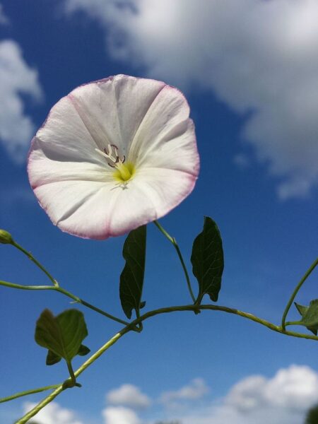 חבלבל השדה – Convolvulus arvensis