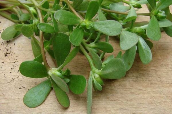 רגלת הגינה – Portulaca oleracea