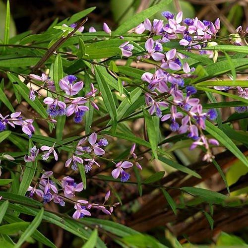 פוליגלה – Polygala tenuifolia