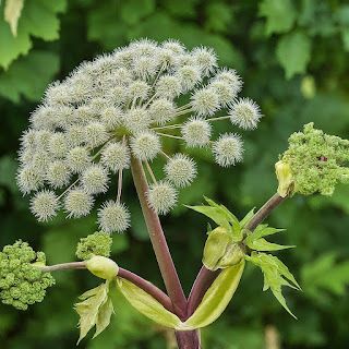 אנג'ליקה דהוריקה – Angelica dahurica