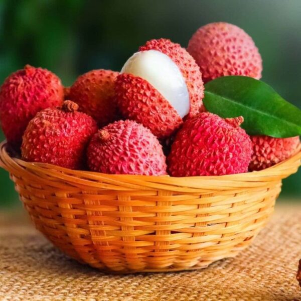 ליצ'י – Litchi chinensis