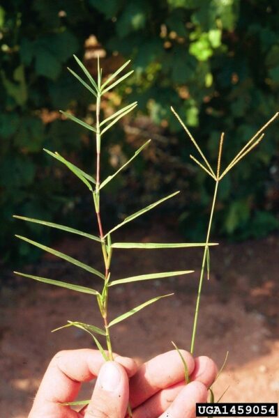 יבלית מצויה – Cynodon dactylon