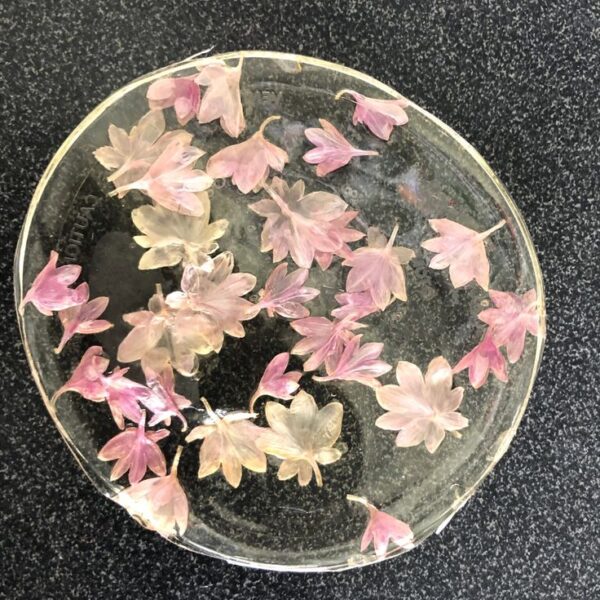 ביופילם – Anti biofilm activity of medicinal plants