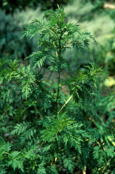 לענה חד שנתית – Artemisia annua