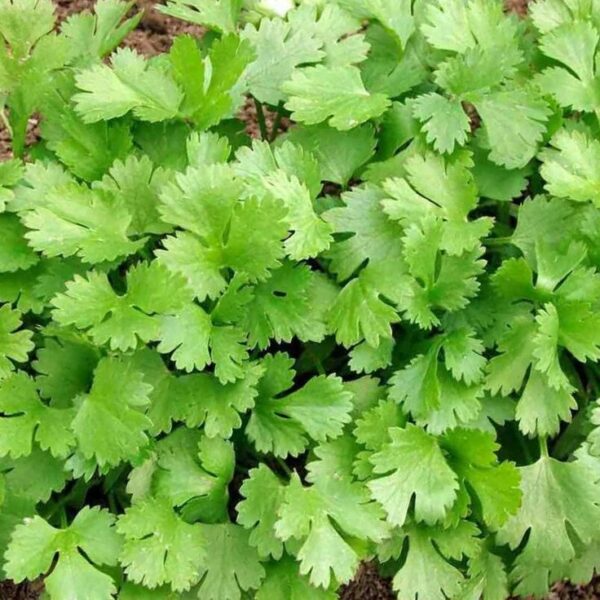 כוסברה – Coriander sativum