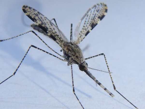 יתושי האנופלס – Anopheles host species