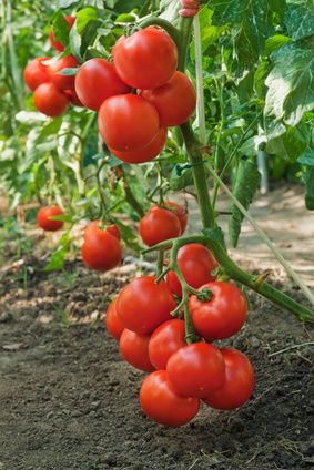עגבניה צמח מרפא- Solanum lycopersicum