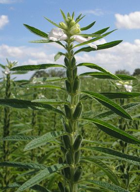 שומשום – Sesamum indicum, Pedaliaceae