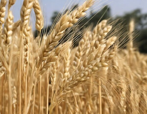שעורה תרבותית – Hordeum vulgare