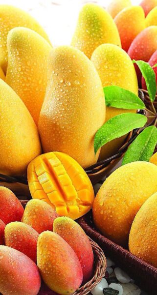 מנגו – Mangifera indica