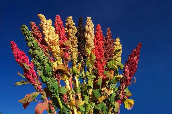 קינואה – Chenopodium quinoa