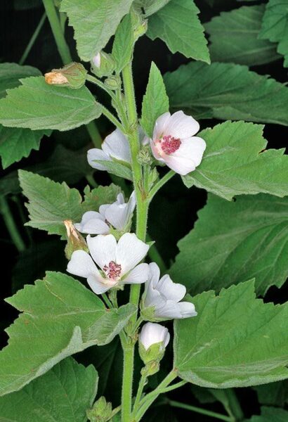 Althea officinalis – נטופית רפואית