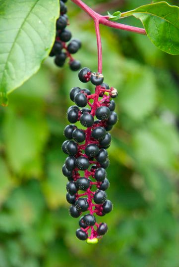פיטולקה אמריקנית – Phytolacca americana