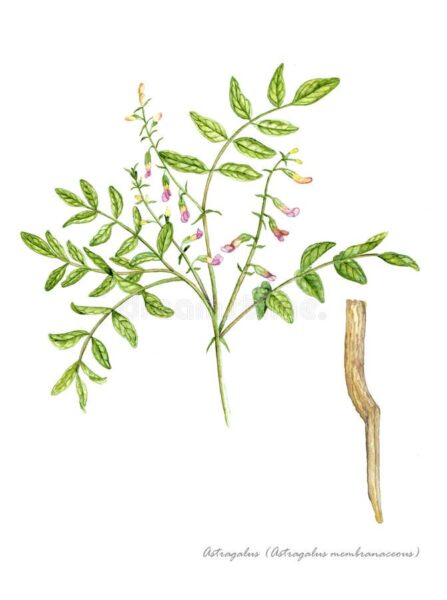 אסטרגלוס- קדד סיני – Astragalus membranaceus